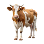 بقرة صحية للبيع