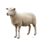 ⁦غنم⁩ - الصورة ⁦3⁩