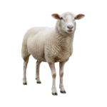 ⁦غنم⁩ - الصورة ⁦2⁩