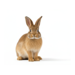 ⁦ارنب⁩ - الصورة ⁦2⁩