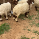 خرفان نعيم