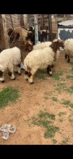 خرفان نعيم