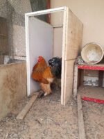 ⁦ديك براهما⁩ - الصورة ⁦3⁩