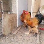ديك براهما