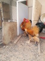ديك براهما