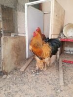 ⁦ديك براهما⁩ - الصورة ⁦2⁩