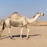ناقه ضريبة