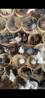 ⁦حمام فرنسي⁩ - الصورة ⁦2⁩