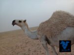 بكره حقه
