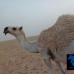 بكره حقه