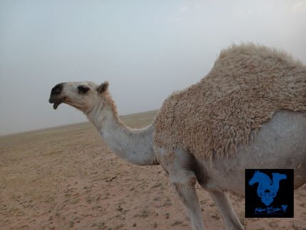 بكره حقه