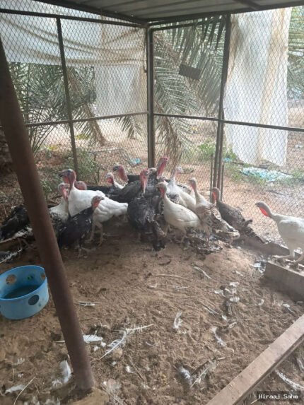 دجاج رومي