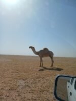 ⁦بعير حيسوني جذع⁩ - الصورة ⁦2⁩