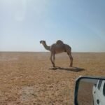 بعير حيسوني جذع