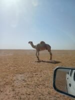 بعير حيسوني جذع