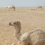 بكره