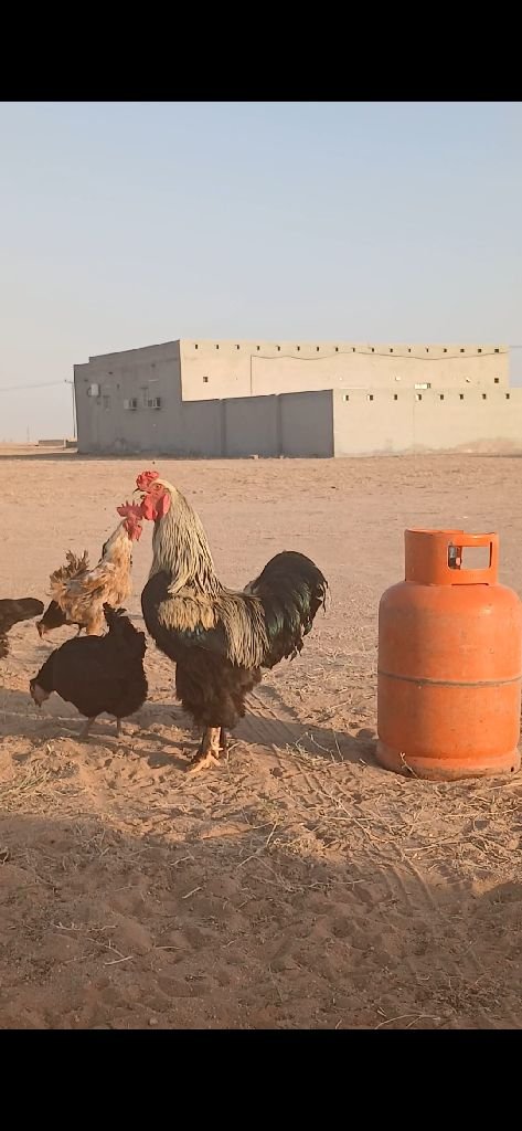 scaled_3332 ديك براهما - الصورة 1