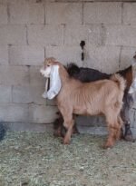 تيس اصفر