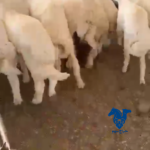 بهم تربيه طيب