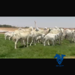غنم خلفات