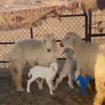 غنم خلفات