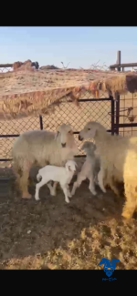 غنم خلفات
