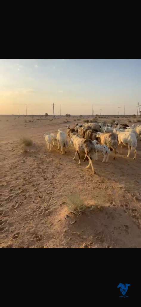 image_picker_045AF236-B52A-4C38-88C7-33412B40FDC1-12503-000001C1C1DFBF37 غنم جمله - الصورة 1