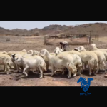 غنم حرش حرش