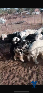 ⁦بهم طيب جدا⁩ - الصورة ⁦3⁩