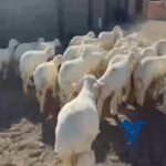 بهم طيب جدا