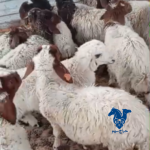 بهم نعيم