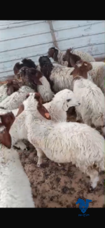 بهم نعيم