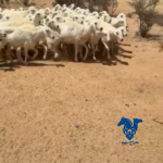 رخال كفو