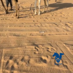 حواره كفو