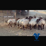 اول عروضنا دفيع فاخره جذعه وثنيه
