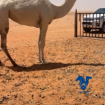بكره حقه كفو