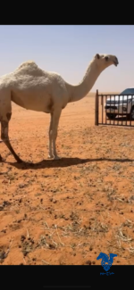 بكره حقه كفو