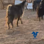 تيس طيب ومشروط
