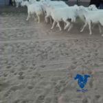 رخال تاسيس مراح