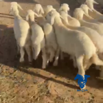 بهم كلش خروف وطيب جدا