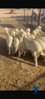 بهم كلش خروف وطيب جدا