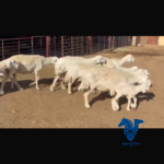 حريات مطفيل