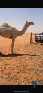 ⁦بكره حقه كفو⁩ - الصورة ⁦2⁩