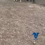 رخل طيبه جدا