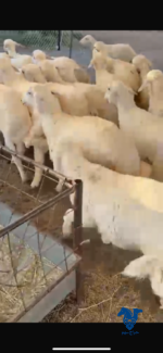 ⁦بهم ذبايح كفو⁩ - الصورة ⁦2⁩