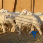 ذبايح كفو