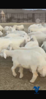 ⁦رخال طيبات حرش⁩ - الصورة ⁦2⁩