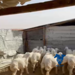 بهم ذبايح