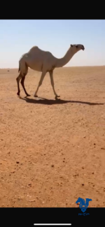 ⁦بكره حقه كفو⁩ - الصورة ⁦4⁩