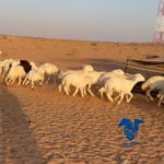 غنم مراح